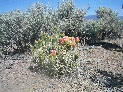 cactus2.jpg
 (673.3k)