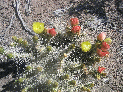 cactusFlowers.jpg
 (223.4k)