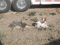 twoDogs.jpg
 (142.2k)