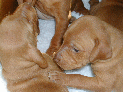 puppies_30.JPG
 (98.3k)