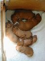 puppies_53.JPG
 (83.0k)